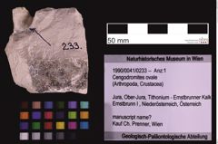 Foto (Objekt + Etiketten) von Cengodromites ovale (NHMW-GEO-1990-0041-0233)